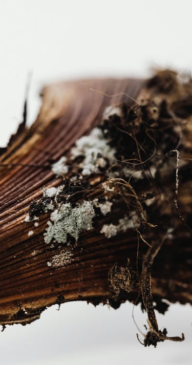 Rotting plant stump
