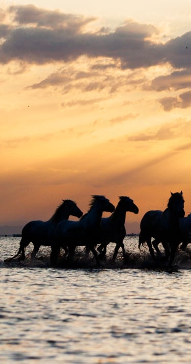 a group of horses running through the water