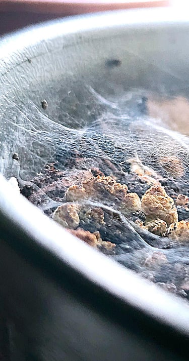 Spider mite webs in a plant pot