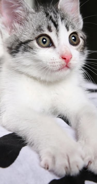 chaton mignon et en bonne santé  d'un client dans le Val-de-Marne 94