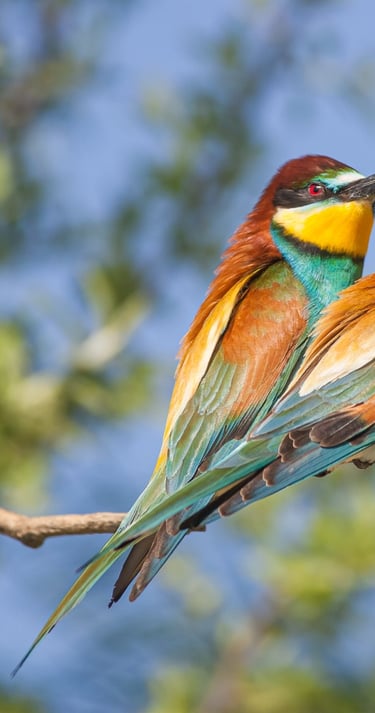 two european bee eaters sitting on a tree branch