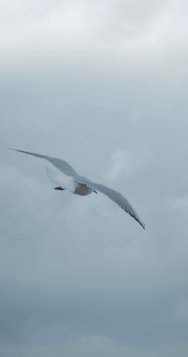 a bird flying in the sky with a cloudy sky
