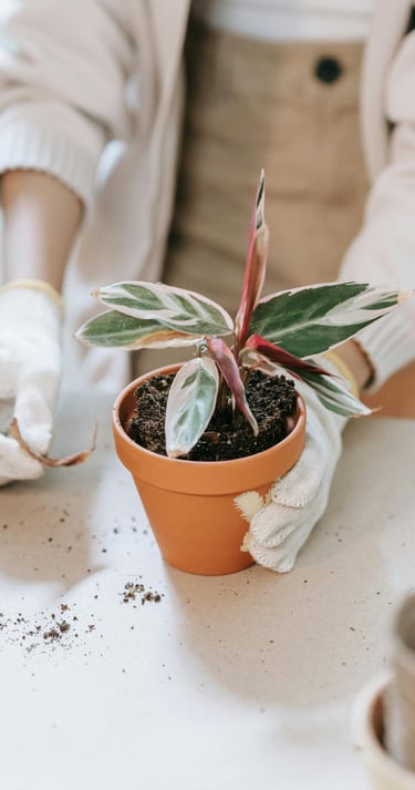 Prayer plant