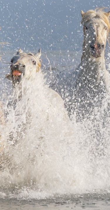a group of horses running through the water