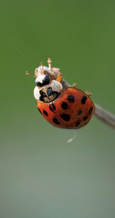 Ladybird