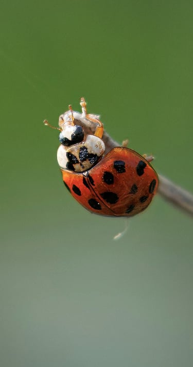 Ladybird