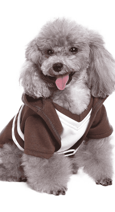 perro color gris peludo con chaqueta deportiva color cafe