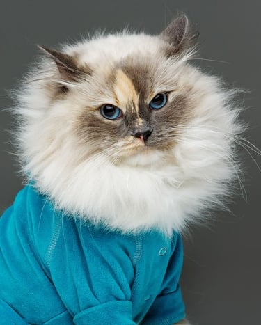 Un gato ragdoll de pelo largo y ojos azules que lleva una camiseta para mascotas de color turquesa s