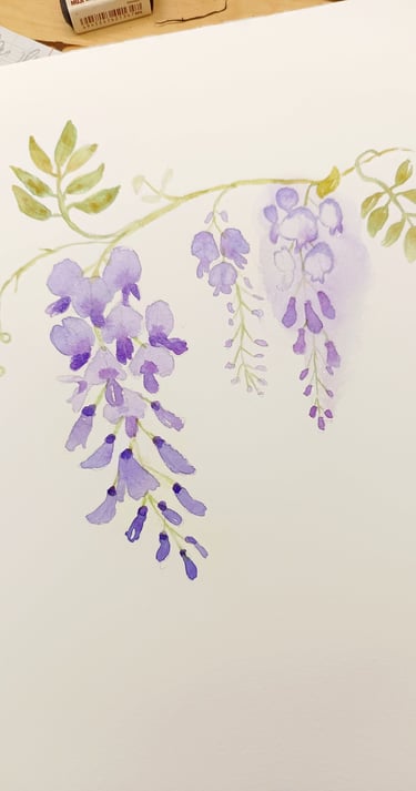 aquarelle glycine fleurs violettes étude délicate