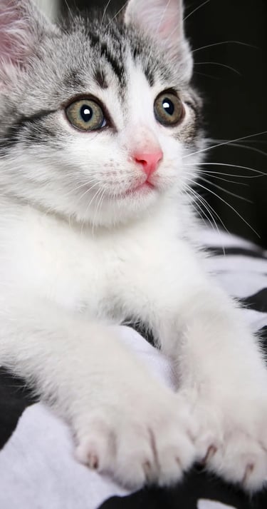 chaton mignon et en bonne santé  d'un client dans le Val-de-Marne 94