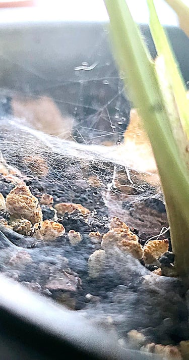Spider Mite infestation in a plant pot