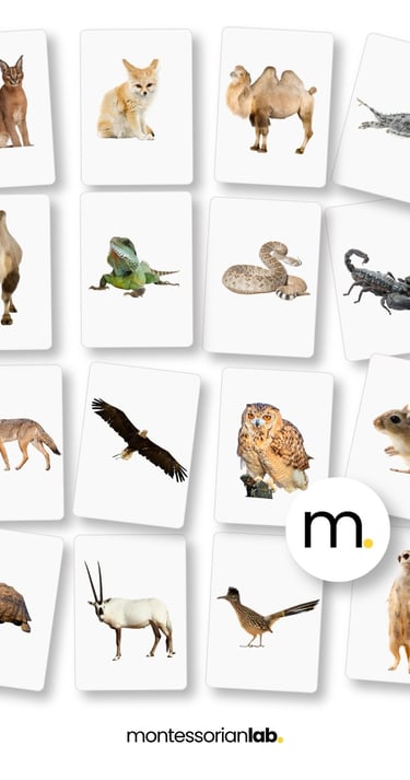 Printed Montessori Desert animals flash cards English Spanish real photographs