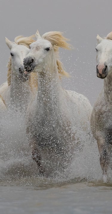 A herd of white Camargue horses galloping through ocean waves with splashing water.