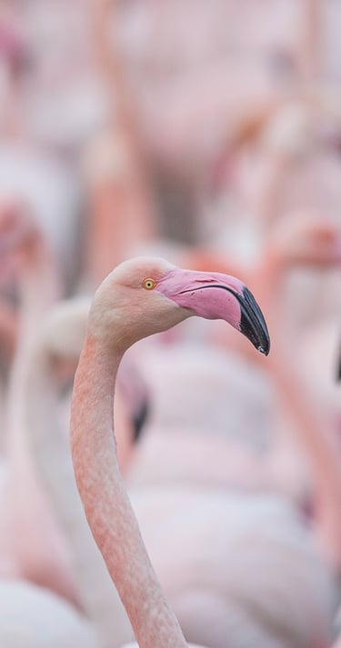 Close-up of a pink greater flamingo standing in a large flock of blurred flamingos.