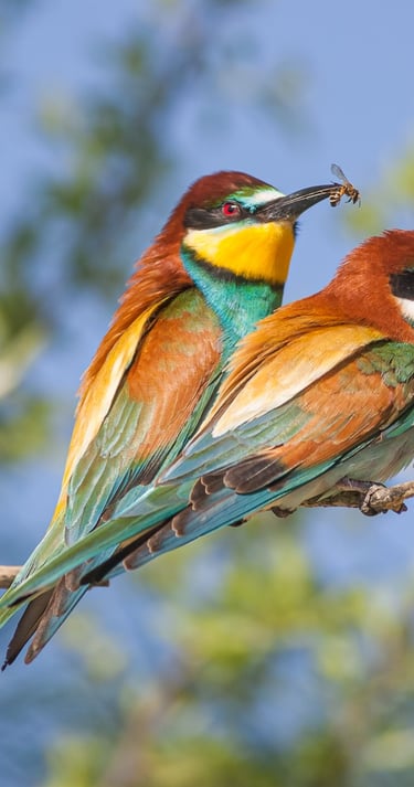 two european bee eaters sitting on a tree branch