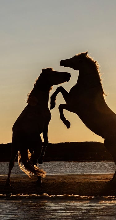 two stallions are playing in the water at sunset