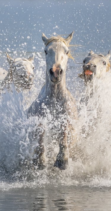 a group of horses running through the water
