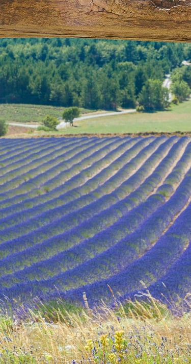 Rows of blooming lavender fields in Provence seen through a rustic stone window frame.