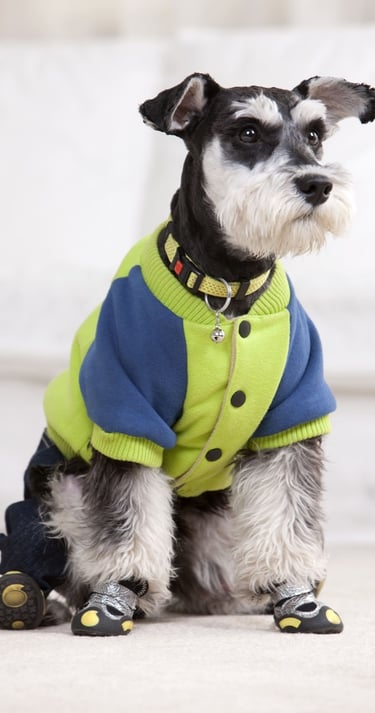 Un Schnauzer miniatura con una chaqueta polar verde y azul para perros y botas protectoras para las