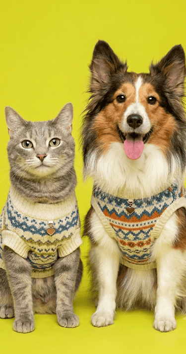 Un gato atigrado gris y un perro pastor de Shetland con suéteres a juego sobre un fondo amarillo.