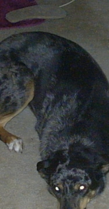 Keeper-  she was near death in 115 heat.  We got her 13 more years.  Excellent girl.