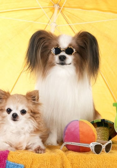Dos perros, un chihuahua de pelo largo y un papillo con gafas en la playa, bajo una sombrilla