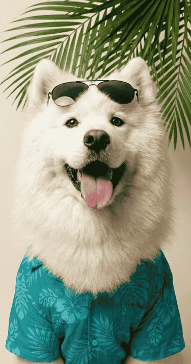 Un perro Esquimal americano sonriente con gafas de sol, camisa tropical color azul y hojas de palma detrás.