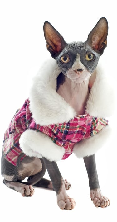 un gato esfinge con una chamarra de invierno rosa de cuadros
