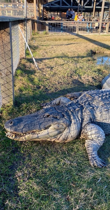 Big Al and Big Tex Alligators in Gator Country a popular destination in Beaumont, Texas