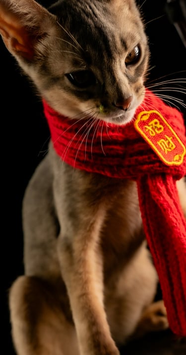 Gatito abisinio con una bufanda de punto roja y un colgante del Año Nuevo chino, en un estudio foto