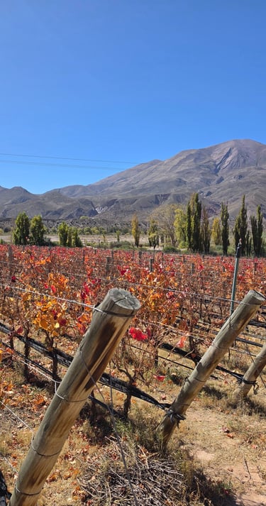 Viñedos de Yacoraite - Jujuy (Mayo 2026)