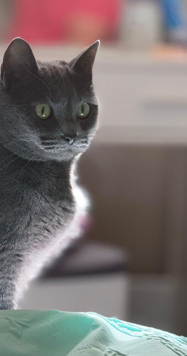 CatLover gatita imagen de la marca