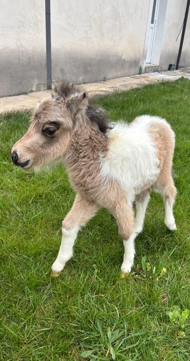 Notre pouliche miniature amha