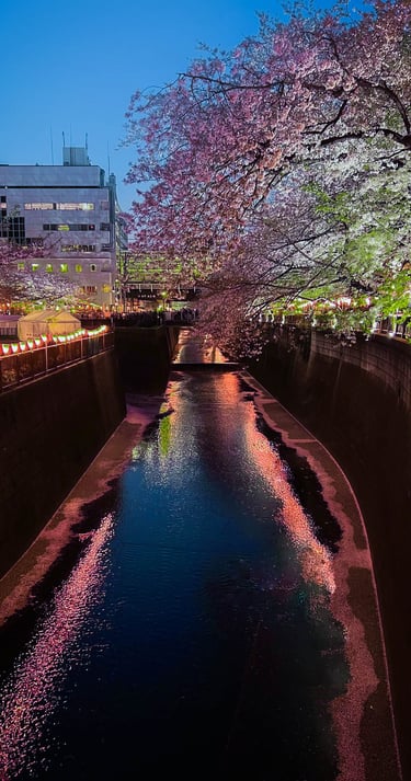 Nakameguro Cherry Blossoms, Springtime Tokyo Japan, Nighttime in Tokyo
