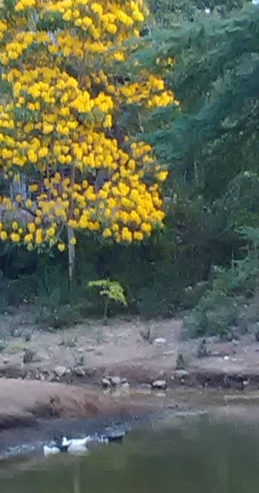 Arroyo: Charco Los Patos