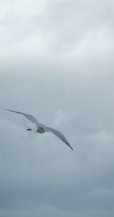 a bird flying in the sky with a cloudy sky