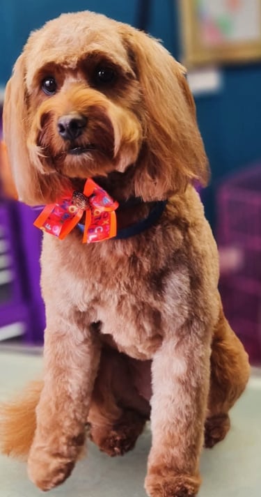 Cockerpoo groom