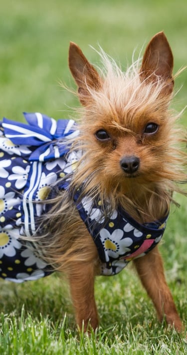 pequeño mestizo de Yorkshire Terrier marrón usando un vestido azul con estampado de margaritas 