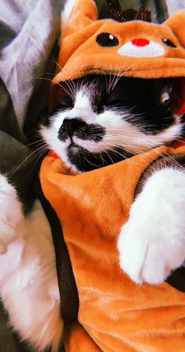 Gato durmiendo con disfraz hecho a la medida