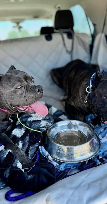 Cane Corso Club - National Breeder and Rescue Directory