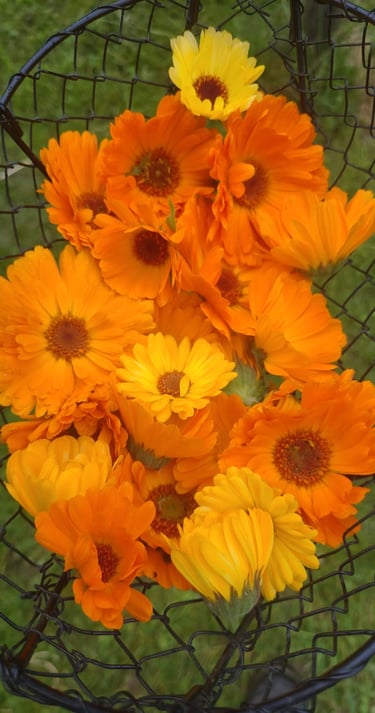 calendula fleurs soucis féminin cercle de femmes
