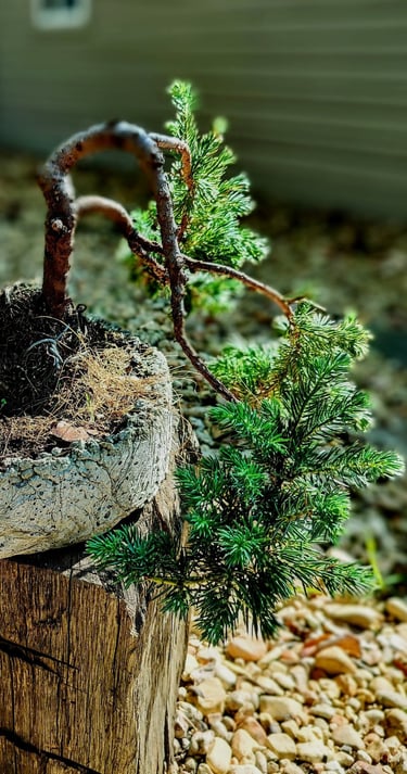 Juniper bonsai cascading