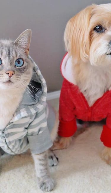 Un gato de ojos azules con una sudadera sentado junto a un perro que lleva una sudadera roja