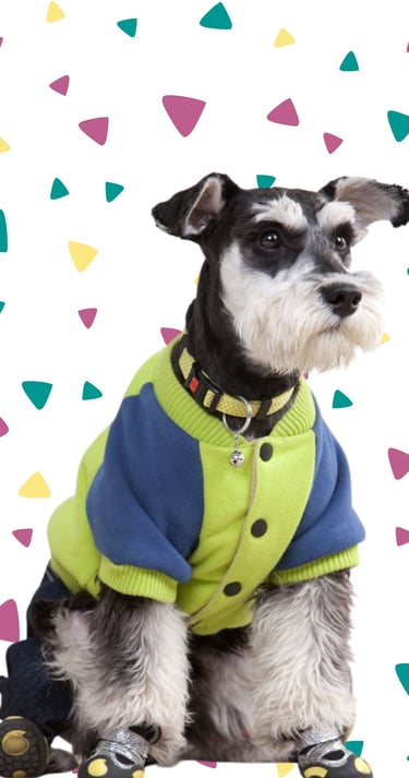 Schnauzer miniatura usando una chaqueta para perros azul y verde lima.