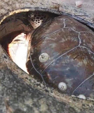 TORTUGA ATRAPADA EN LLANTA