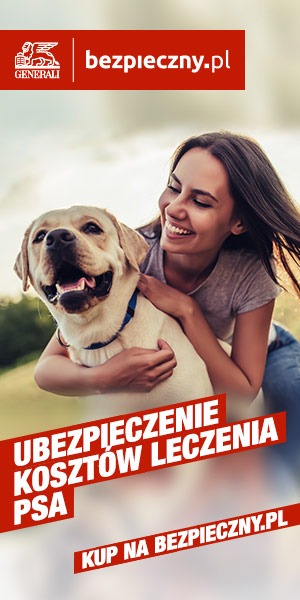 labrador- dysplazja stawu biodrowego a ubezpieczenie psa