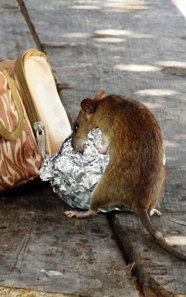 Rat stealing food from a handbag