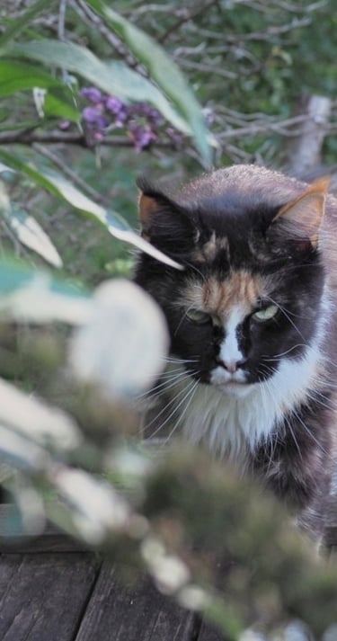 fraise PP superbe minette polydactyle dans la nature