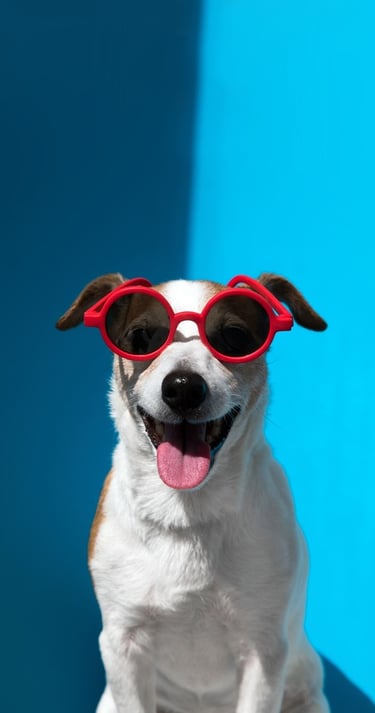 Happy Jack Russell Terrier wearing red sunglasses against a bright blue background.