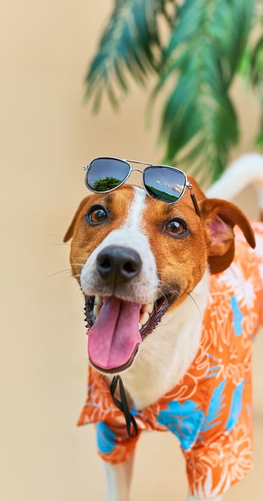 Feliz Jack Russell Terrier con una camisa hawaiana de color naranja y gafas para sus vacaciones